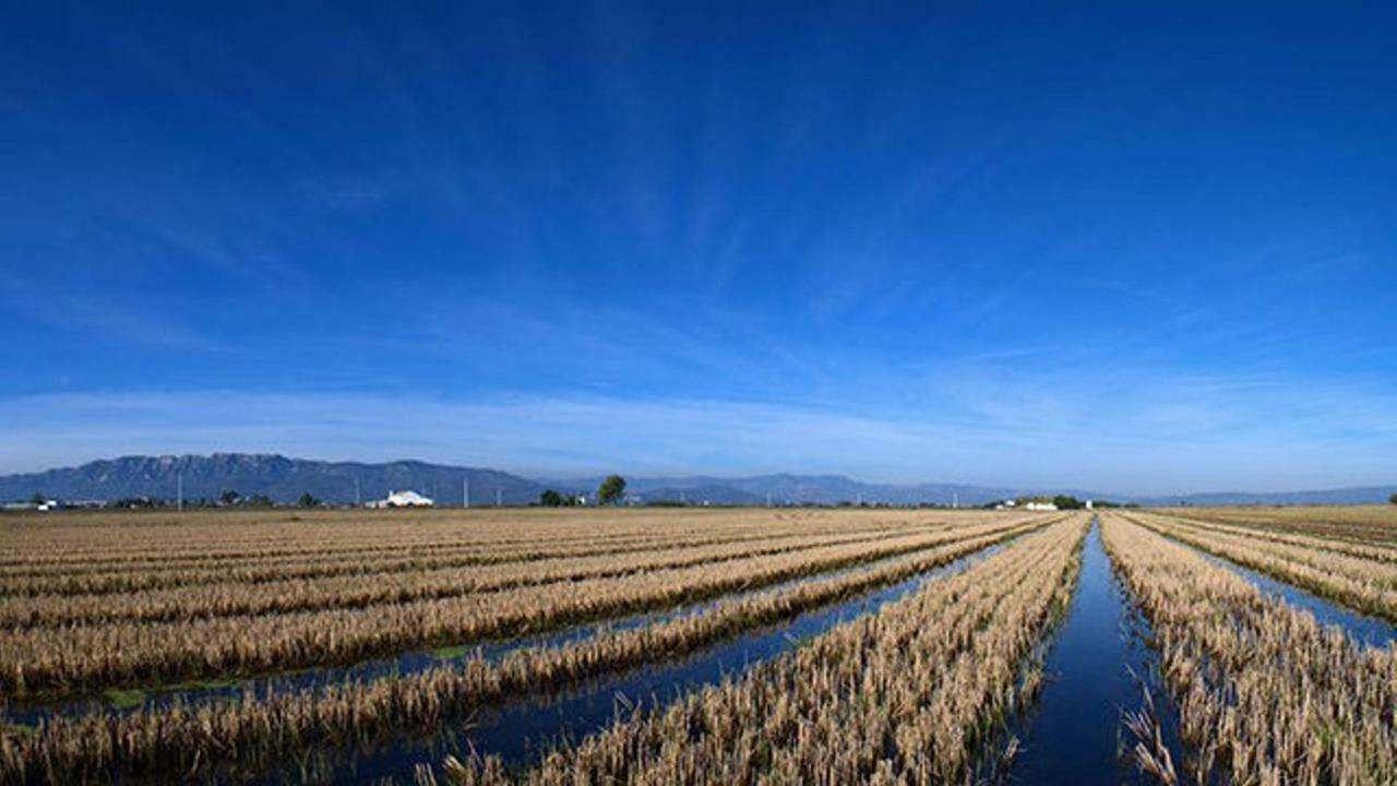 Mi Apartamento En El Delta Del Ebro+ Deltebre Kültér fotó