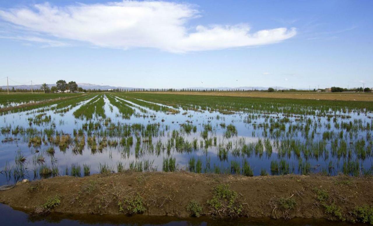 Mi Apartamento En El Delta Del Ebro+ Deltebre Kültér fotó